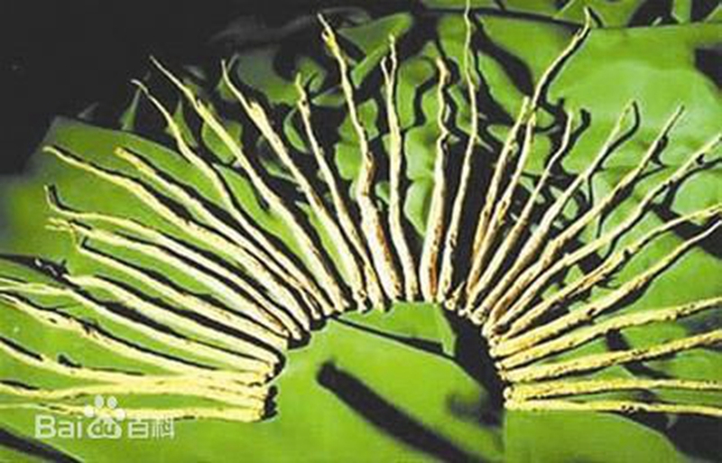 板党/板桥党参