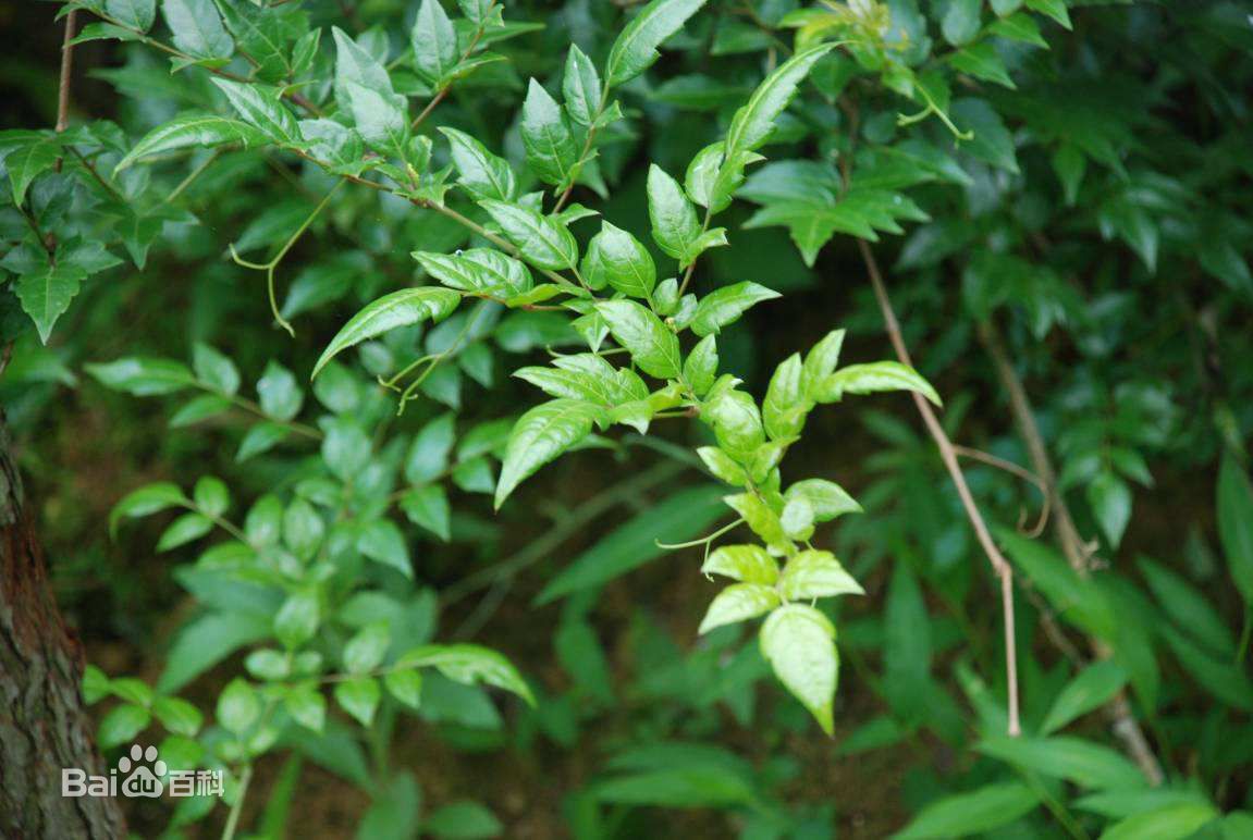 来凤藤茶