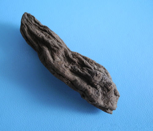 巴东玄参