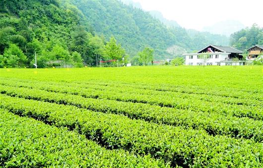 咸丰帝茶