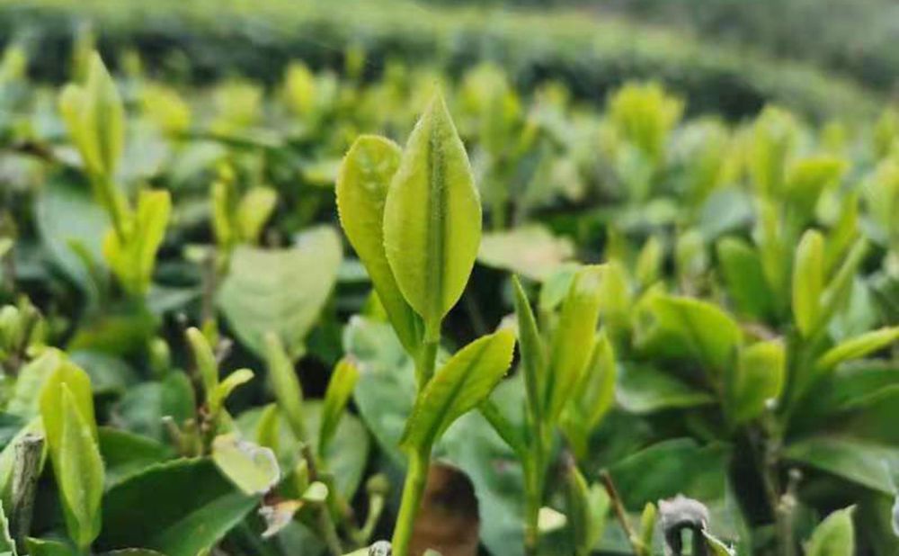 恩施富硒茶